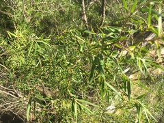 Leptospermum petersonii