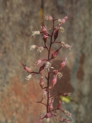 Heuchera rubescens