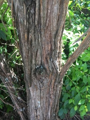 Leptospermum petersonii