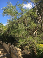 Leptospermum petersonii