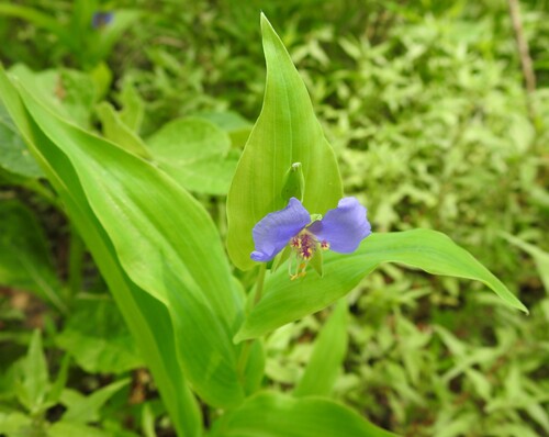 Image of Tinantia anomala by (c) saltyhiker, some rights reserved (CC BY)