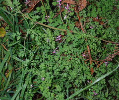 Fumaria muralis muralis