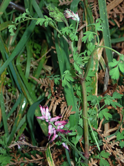 Fumaria muralis muralis