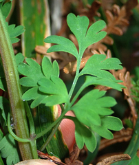 Fumaria muralis muralis