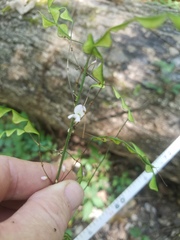 Hylodesmum pauciflorum