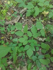 Hylodesmum pauciflorum