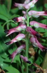 Fumaria muralis muralis