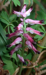 Fumaria muralis muralis