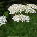 Common Yarrow - Photo (c) Steve Guttman, some rights reserved (CC BY-NC-ND)