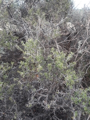 Condalia ericoides