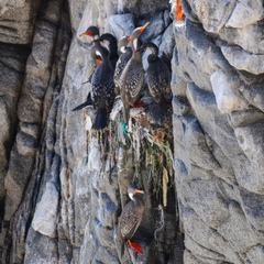 Poikilocarbo gaimardi