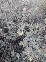 Condalia ericoides