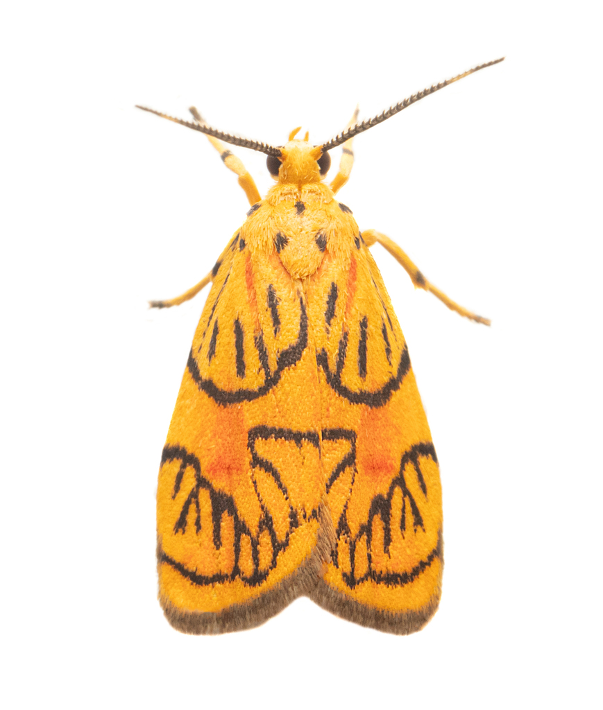 Prepiella radicans