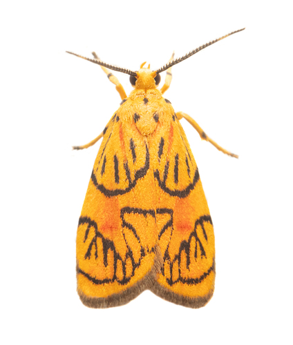 Prepiella