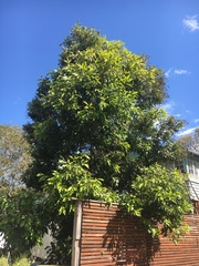 Buckinghamia celsissima