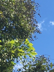 Buckinghamia celsissima