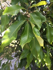 Buckinghamia celsissima