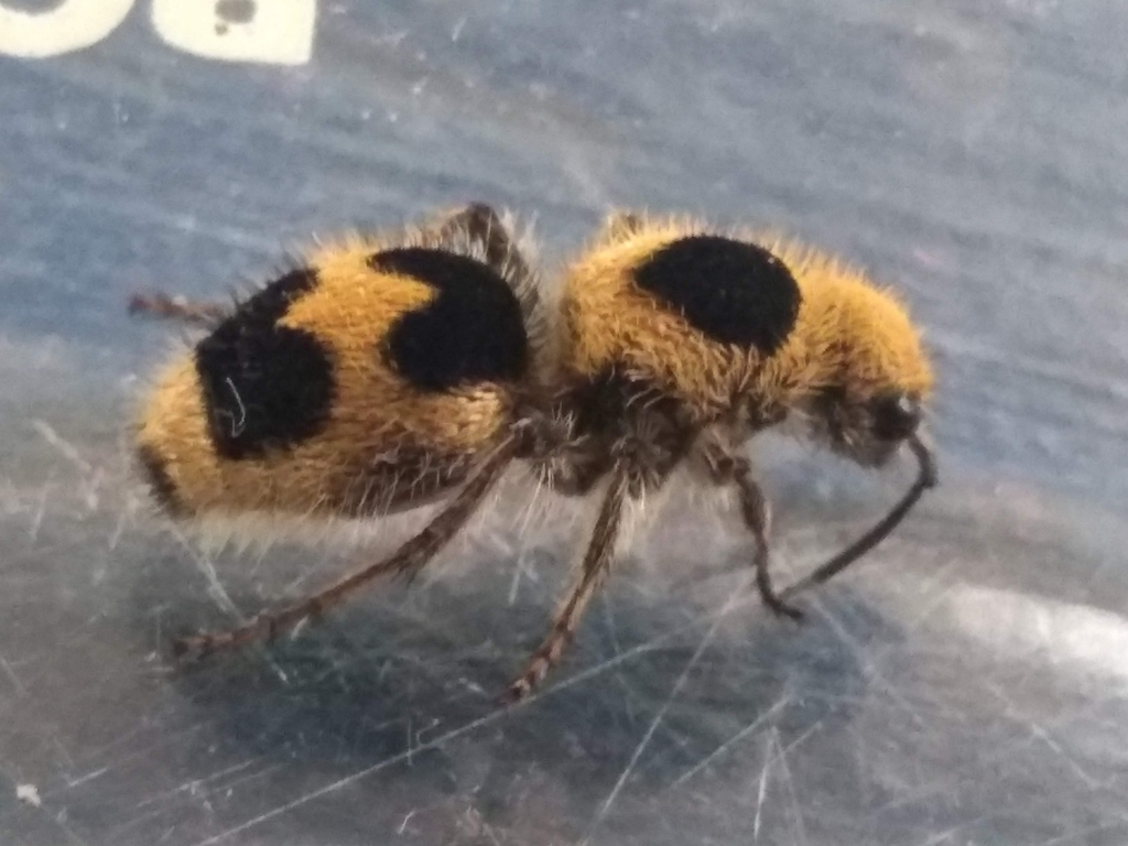 Dasymutilla zoster