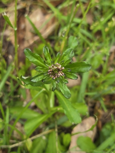Image of Gamochaeta americana by no rights reserved