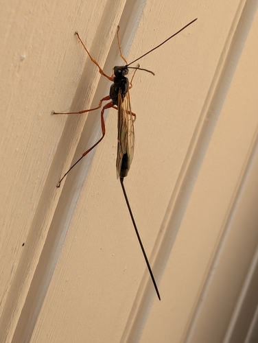 Rhyssella approximator