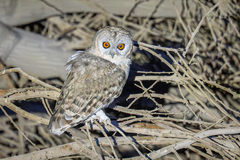 Desert Owl photo 2
