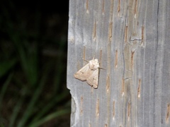 Dichagyris variabilis