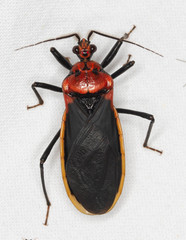 Rhiginia cinctiventris