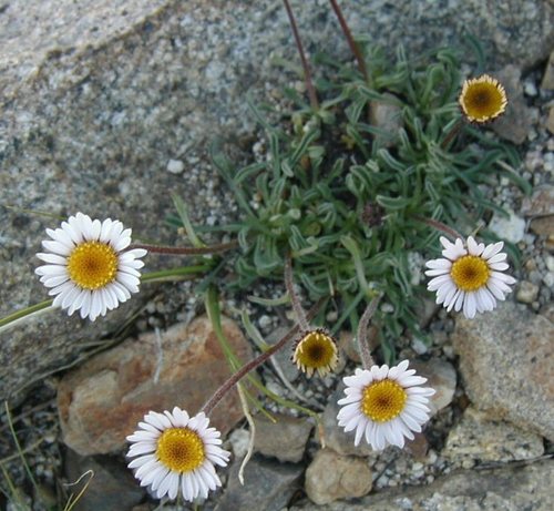 stalked fleabane (Erigeron algidus)