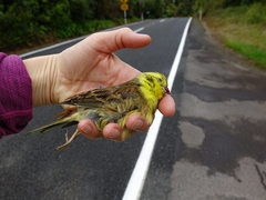 Emberiza citrinella caliginosa