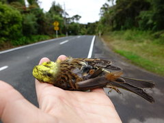 Emberiza citrinella caliginosa