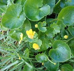 Ficaria verna ficariiformis