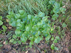 Ficaria verna ficariiformis