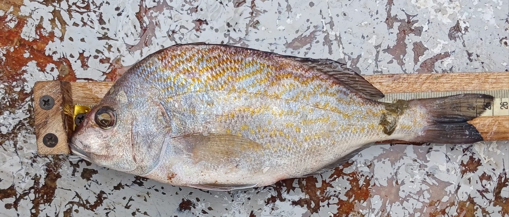 Bronsgrommer (Orthopristis chalceus) — Haemulidae