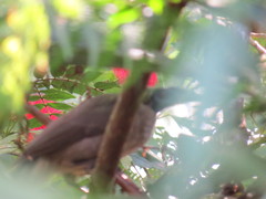 Philemon buceroides yorki