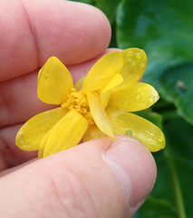 Ficaria verna ficariiformis