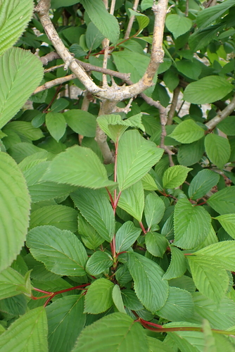 Viburnum farreri