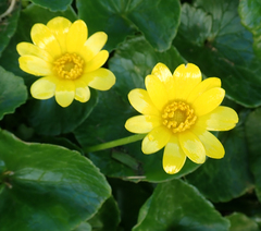 Ficaria verna ficariiformis