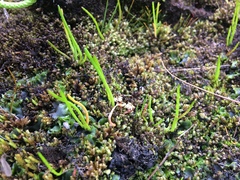 Lilaeopsis occidentalis