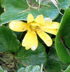 Ficaria verna ficariiformis