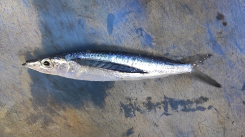 Sharpchin flyingfish (Fodiator rostratus) — Exocoetidae — 3