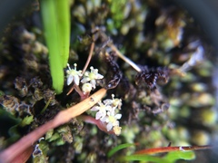 Lilaeopsis occidentalis