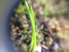 Lilaeopsis occidentalis