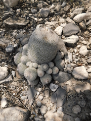Epithelantha