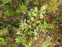 Juniperus communis charlottensis