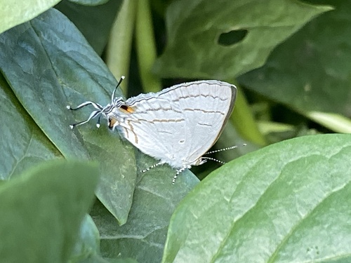 Common Hairstreak