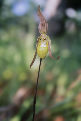 Phragmipedium klotzschianum