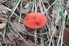 Suillus asiaticus