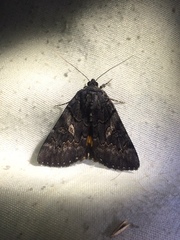 Catocala antinympha