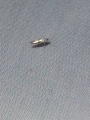 Argyresthia oreasella
