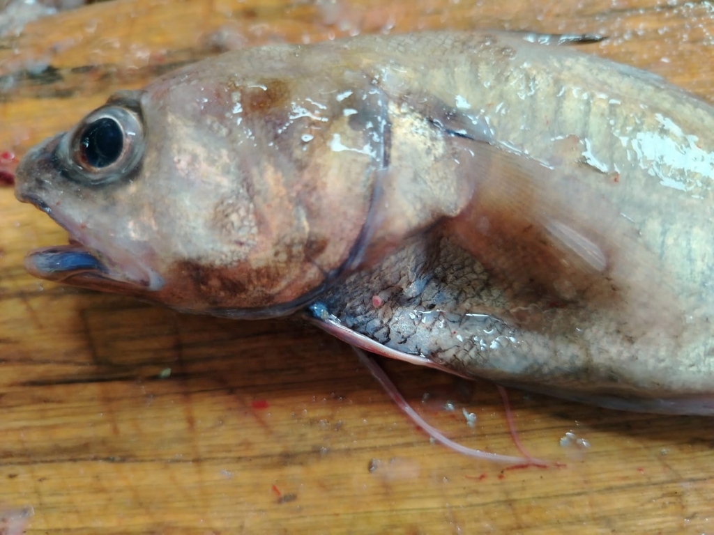 Charcoal codling (Physiculus nematopus) — Moridae